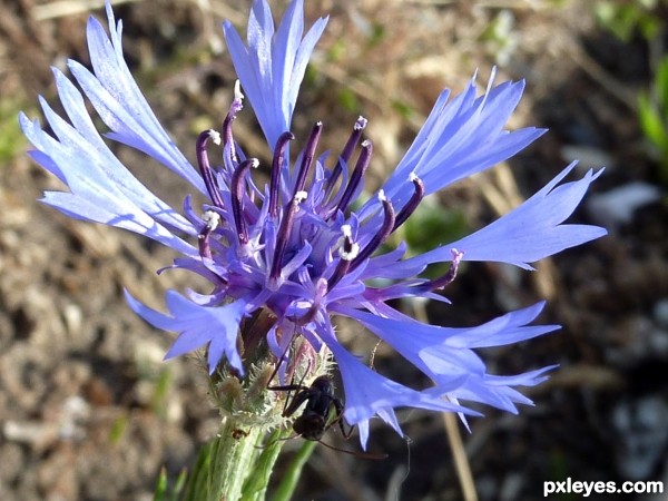 Centaurea Cyanus